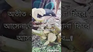 অতীত নাকি কখনো ফিরে আসেনা #vlogvideo #food #content #minivlog #cooking #motivation #facebook #beng