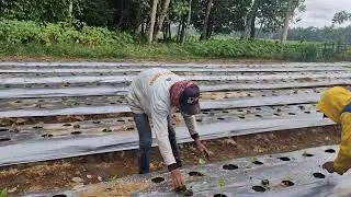 HOW FARMERS PLANT CUCUMBER SEEDLINGS MANUALLY AMONG CHILI PLANTS! - Agriculture Farming