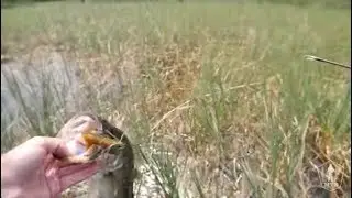 3 Ways To Fish Weed Lines With LakeForkGuy