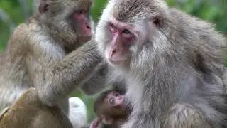 SNOW MONKEY  /  Grooming Time　2025