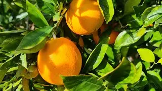 Harvesting Oranges: Valencia, Navel & blood orange