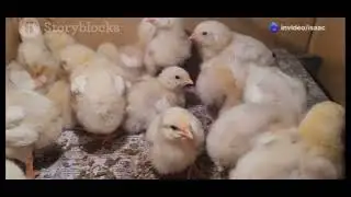 How to Become a Successful Poultry Farmer &ndash; Start With Proper Brooding