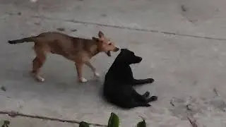 Perritos matando gente. Pero de ternura .u.