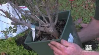 Preparing Your Garden for Winter: Rose Protection 4/5