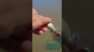 🎣 Ataque R&aacute;pido! Quando a Isca Mal Toca a &Aacute;gua... 😱🐟 | Fisgada Certa #fishing #pescaesportiva