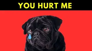 10 ATTROCITIES THAT HURT YOUR DOG EMOTIONALLY!