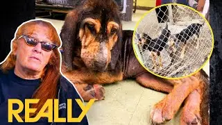 Tia Rescues 8 Hound Dogs With Serious Medical Issues | Pit Bulls & Parolees