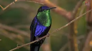 09-Violet-crowned Woodnymph