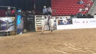 Boyd 809 &bull; ABBI Fututrity World Finals &bull; 10-25-14