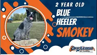 Dog Training Before & After Obedience Journey | Miami County, Ohio | Insta x3 Sept. 20, 2023