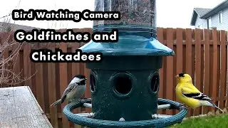 Up Close With Goldfinches and Chickadees at the Bird Feeder - Bird Watching Camera