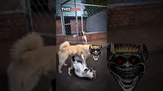 The king of dogs #animals #pets #dogs