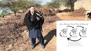 Clan Breeding Explained | Pure Bloodline Power 🔥 | Full Truth Revealed | KOAL ASEEL