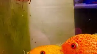 #severums #cichlid #feedingfish Feeding time for super red spot severums!!!