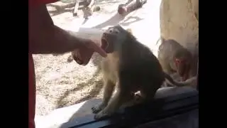 Monkey Magic (vine)