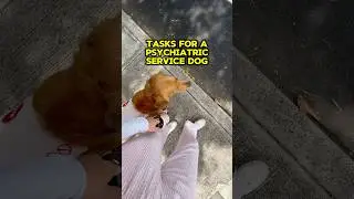 Psychiatric Service Dog Tasks #dogtraining #servicedog #servicedogteam #goldenretriever