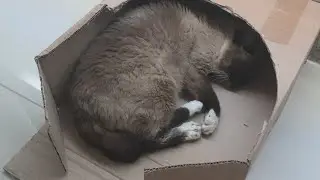 Senior cat sleeping in a cardboard box