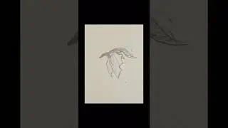 Dragon flap test #art #artist #animation #traditionalart #dragon #drawing #pencildrawing