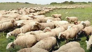 Sheep bells sound - Herding sheep - The sound of bells