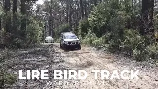 Lire Bird Track, Warburton Vic. 4x4 Trip
