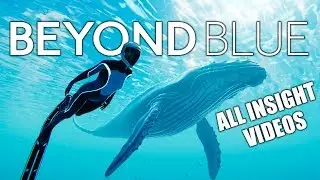 Beyond Blue - All Insight Videos