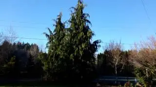 Weeping Alaska Cedar / Chamaecyparis nootkatensis