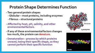 Molecules of Life - Part 3: Proteins