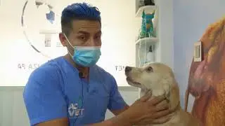 Un caso de Otohematoma canino (Luciano) 😱  | ACVET