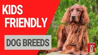 10 Most Kid Friendly Dog Breeds