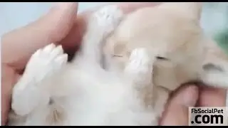 Batuffolo di un coniglietto | FbSocialPet.com