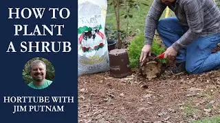 🏡How to Plant a Shrub👨‍🌾