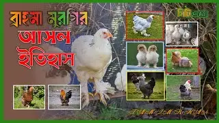 ব্রাহ্মা মুরগির সম্পূর্ণ ইতিহাস, রঙ, ওজন ও পালন গাইড | Brahma Chicken Full Documentary