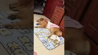 Cat sits on laptop, owner can&rsquo;t work 🐱💻 #cat #fyp #Funny #viral #funnyvideos