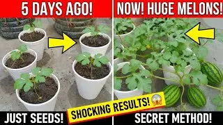 Grow Watermelon in Small Pot at Home | Balcony Gardening Tips