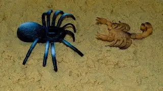 Animal Planet's Spider & Playtime | big spiders in the sand