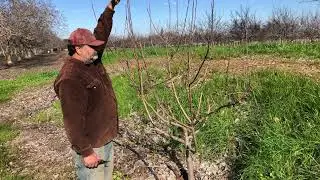 Pruning of Fruit Trees - Part 2: Pomegranate, Fig, Apple, Apricot and Peaches