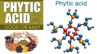 Is Phytic Acid Really the Hidden Danger in Your Food?