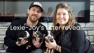 Lexie Joy's Bernese Litter Reveal!