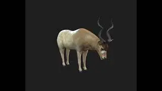 Addax Antelope 3D iProp &ndash; Realistic Wildlife Animal with Full Motion Pack for iClone