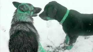 DEMON E NIGRA.wmv