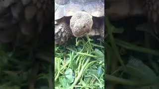 ⭐🐢 Feeding Frenzy - Giant Turtle's Spinach Bonanza will Blow Your Mind! | Tortoise