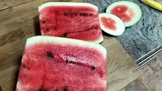 SANDÍA CUADRADA/ crecimiento paso a paso/ el huerto de Kevin 🍉