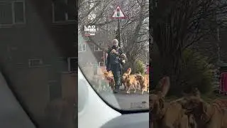 Retrievers and puppies go for a walk