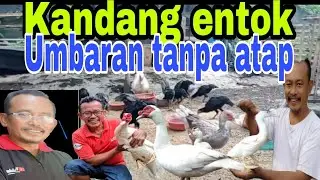 Inilah Kandang entok Umbaran tanpa atap#kandangumbaran #pakanentok #kandangjava