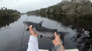 FLORIDA FRESHWATER FISHING FOR CHANNEL CATFISH IN THE ST.JOHNS RIVER