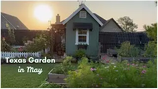BACKYARD GARDEN TOUR - MAY 2025 | TEXAS ZONE 9B