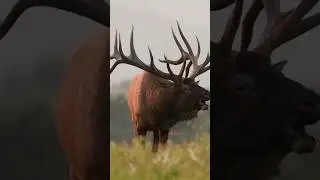 Deer sound #wildlife #animal #viralvideo #shortvideo #subscribe