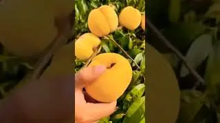 আলহামদুলিল্লাহ video #viral #video😱YouTube #shorts #mrbm #aztec #islam