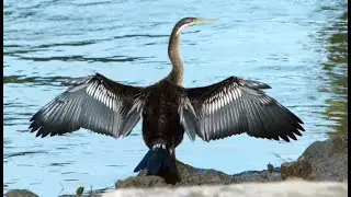 The amazing Australasian Darter