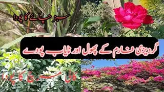 Gardezi farm k phool aur Nayaab pody|the unique plants and flowers of Gardezi farm |shah&sherryvlogs